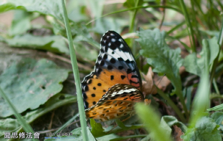 크기변환_20120804-DSC_3938.jpg